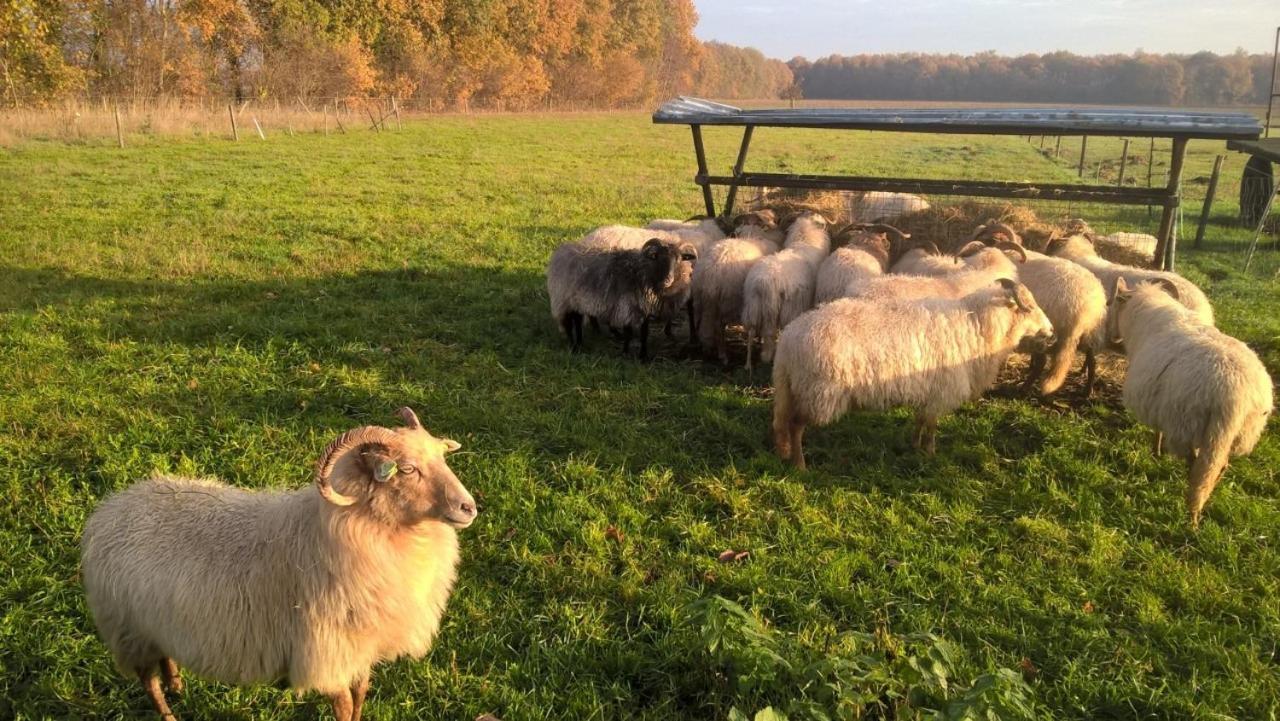 Boerderijkamer Korenbloem Onstwedde Ngoại thất bức ảnh