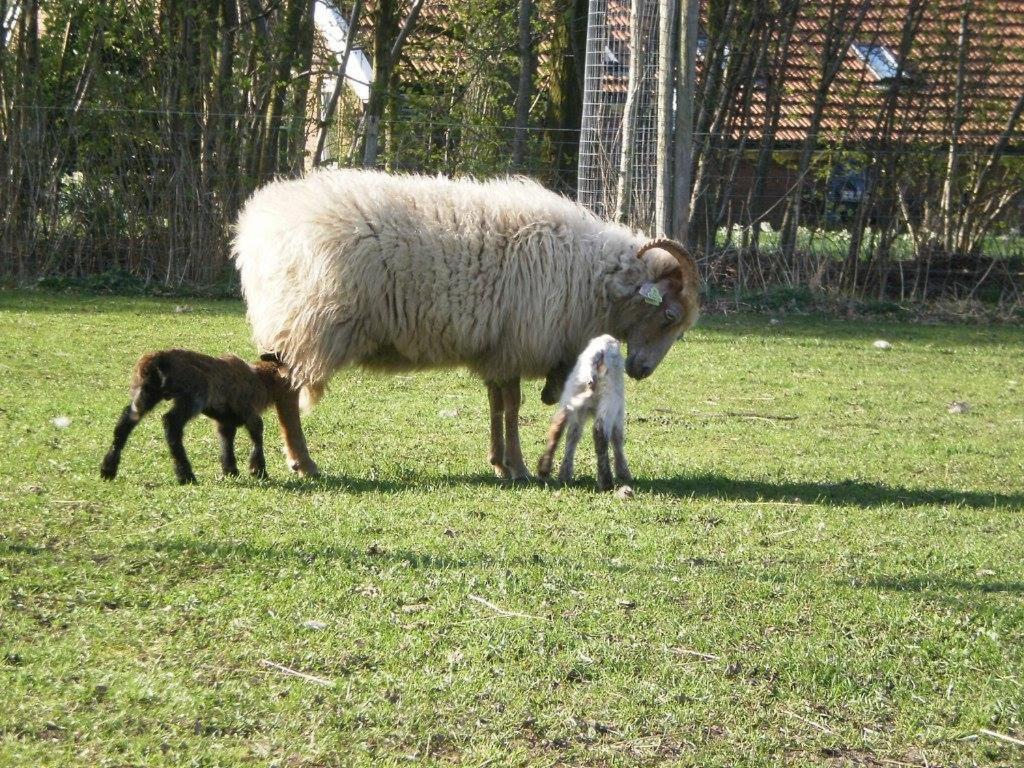 Boerderijkamer Korenbloem Onstwedde Ngoại thất bức ảnh